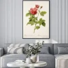 Plakat: Ilustracja / rosa x borboniana / rose bourbon