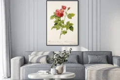 Plakat: Ilustracja / rosa x borboniana / rose bourbon
