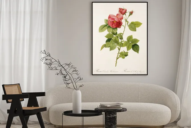 Plakat: Ilustracja / rosa x borboniana / rose bourbon