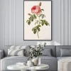 Plakat: Ilustracja / rose pompon des dames