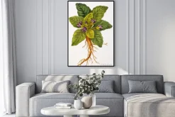 Plakat: Ilustracja botanique / mandragora officinalis / mandragore