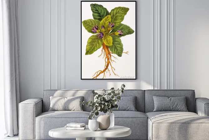 Plakat: Ilustracja botanique / mandragora officinalis / mandragore