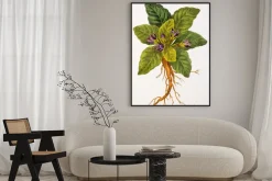 Plakat: Ilustracja botanique / mandragora officinalis / mandragore