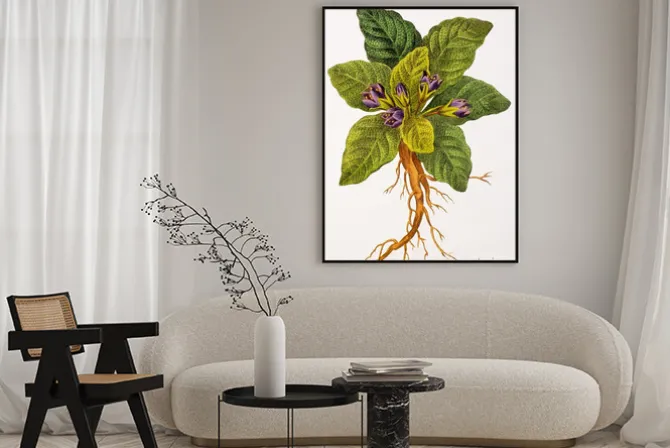Plakat: Ilustracja botanique / mandragora officinalis / mandragore