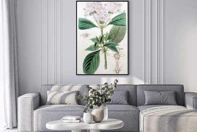 Plakat: Ilustracja roślin