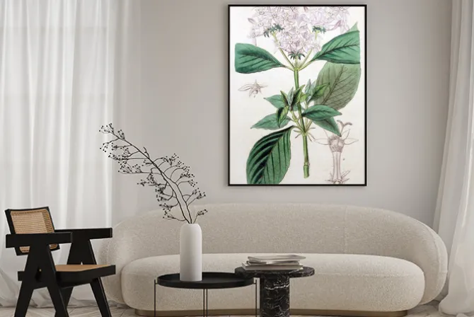 Plakat: Ilustracja roślin