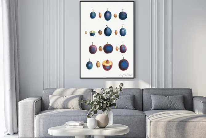 Plakat: Ilustracja ze śliwkami