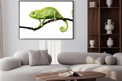 Plakat: Kameleon - kameleon jemeński na gałęzi