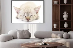 Plakat: Kitten na białym tle