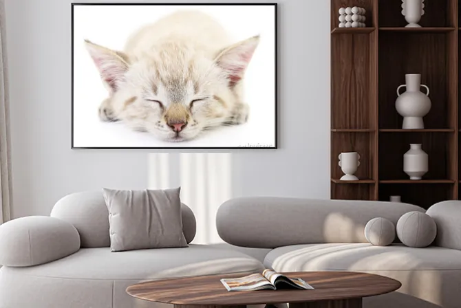 Plakat: Kitten na białym tle