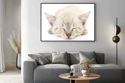 Plakat: Kitten na białym tle