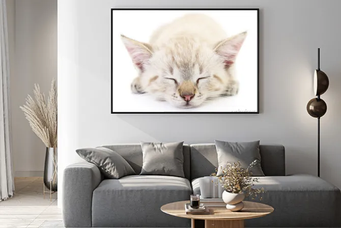 Plakat: Kitten na białym tle