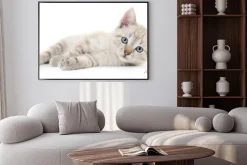 Plakat: Kitten na białym tle