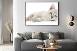 Plakat: Kitten na białym tle