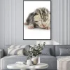 Plakat: Kitten na białym tle