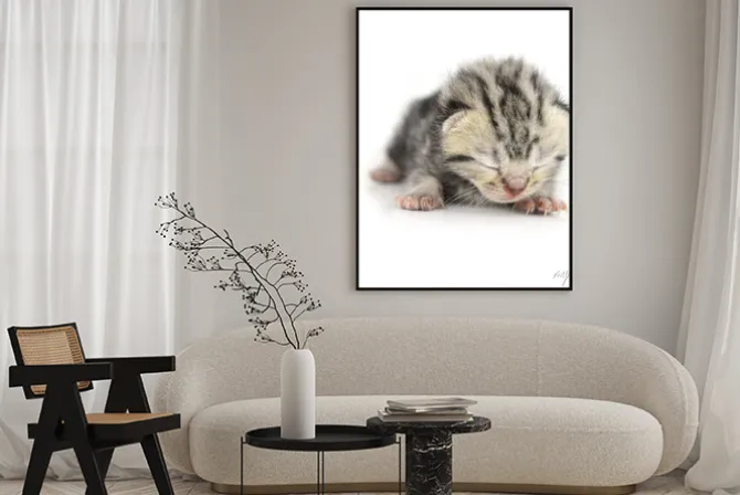 Plakat: Kitten na białym tle