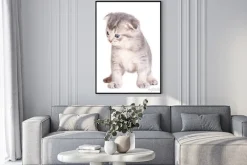 Plakat: Kitten samodzielnie na białym tle