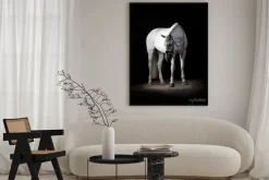 Plakat: Koń stojący na czarnym tle