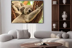Plakat: Koale śpiące
