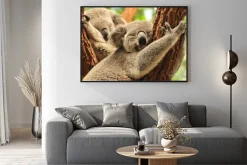 Plakat: Koale śpiące