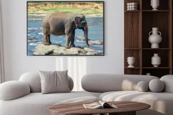 Plakat: Kąpiel słonia w rzece sri lance