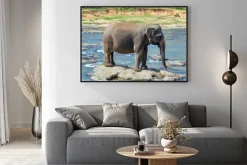 Plakat: Kąpiel słonia w rzece sri lance