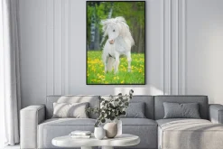 Plakat: Kucyk z białą grzywą na łące