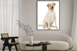 Plakat: Labrador retriever