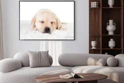 Plakat: Labrador szczeniak śpi na puszystą dywanie