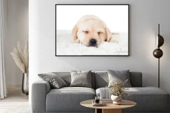 Plakat: Labrador szczeniak śpi na puszystą dywanie