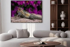 Plakat: Legwan zielony (iguana iguana) odpoczynku na skale