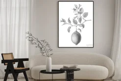 Plakat: Lemon tree fruit and flowers hand-drawn pencil illustration isolated