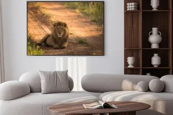 Plakat: Lew na porannym afrykańskiego drogi
