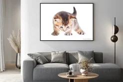 Plakat: Mały pręgowany kotek