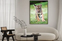 Plakat: Mały uroczy tygrys bengalski na nieostrym tle łąki