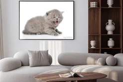 Plakat: Mewing nowonarodzonego kotka. na białym tle