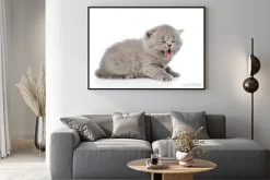 Plakat: Mewing nowonarodzonego kotka. na białym tle