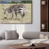 Plakat: Mountain zebra wypas