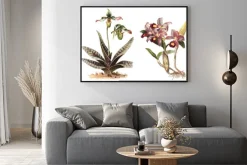 Plakat: Orchid - lewo paphiopedilum venustum i prawo cattleya skinneri