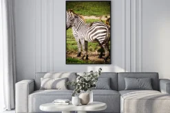 Plakat: Oxpeckers ptaki otrzymują pożywienie jeść wszy na afrykańskie