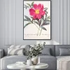 Plakat: Paeonia officinalis / pivoine officinale