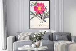 Plakat: Paeonia officinalis / pivoine officinale