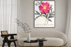 Plakat: Paeonia officinalis / pivoine officinale