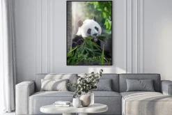 Plakat: Panda