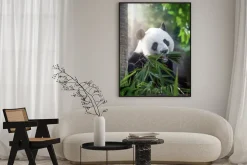 Plakat: Panda