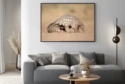 Plakat: Pangolin kopania mrówek.