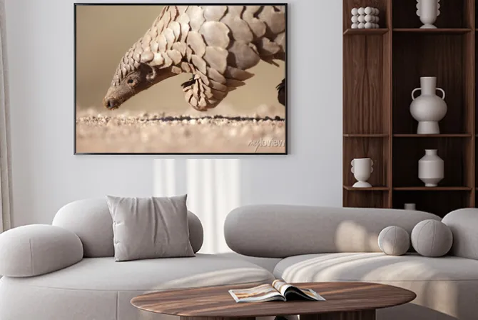 Plakat: Pangolin poszukiwaniu mrówek