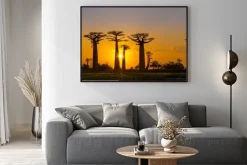 Plakat: Panorama widok na zachód słońca nad baobab alei