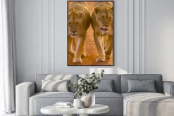 Plakat: Para lwic z bliska