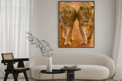 Plakat: Para lwic z bliska